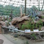 NC Zoo - Sonora Desert