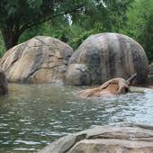 NC Zoo - Animals