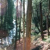 Lake House and Forest in Surry