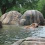 NC Zoo - Animals
