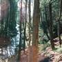 Lake House and Forest in Surry