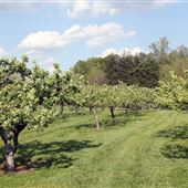 Devil Dog Orchard