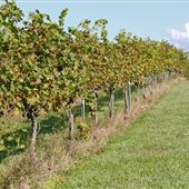 Divine Llama Vineyards