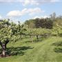 Devil Dog Orchard