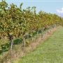 Divine Llama Vineyards