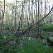 Swamp at Watts Farm