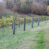 Medaloni Cellars