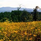 Field of Flowers
