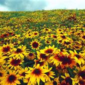 Flower Field