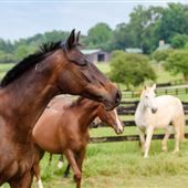 Horse Farm in Summerfield