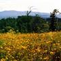 Field of Flowers