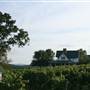 Shelton Vineyard