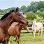 Horse Farm in Summerfield