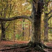 Guilford College Woods