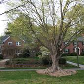 Runnymede Neighborhood