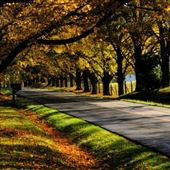 Tree lined Road