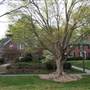Runnymede Neighborhood