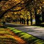 Tree lined Road